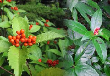 Chống “chảy máu” tài nguyên cây thuốc