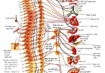 Kết hợp lý luận y học hiện đại với y học cổ truyền trong bấm huyệt